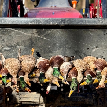 170 +/- Ac - Lawrence County, AL - Uncle Will\'s Duck Farm