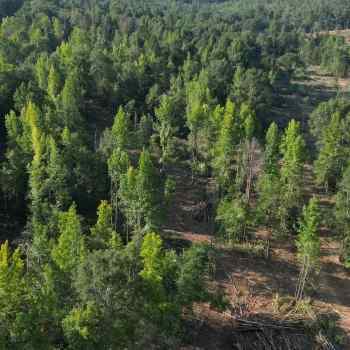 79 +/- Acres - Hale County, AL - Hwy 69 Entire Tract