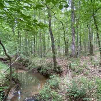118 acres - Tallapoosa County - Rainbow Road Tract