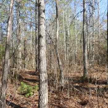 2 Acre - Lawrence County - Creek Frontage and Timber