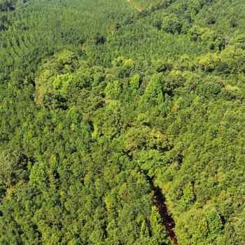 628 +/- Acres - Perry County, AL - Godbold Tracts