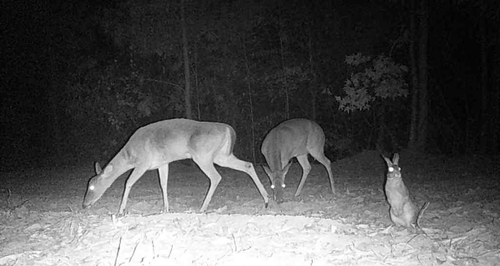 Deer