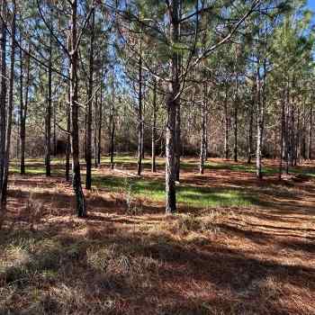 77 Acres - Covington County - Red Level Tract