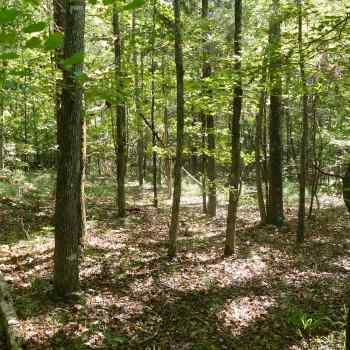 30 Acres - Blount County - Timber Tract