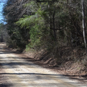 Panther Road Tract-48ac-Choctaw Co., AL