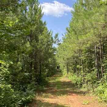 Greene Tract CR 254 - 28ac