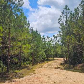 13 +/- Ac - Marengo County, AL - Frog Pond Mini Farm