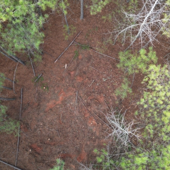 27 Acres - Coosa County - Timber & Hunting Land
