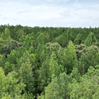 27 Acres - Coosa County - Timber & Hunting Land