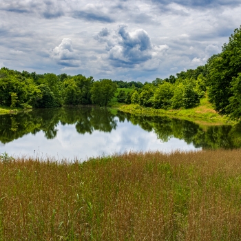 180+/- acres - Obion County - Shawtown Rd