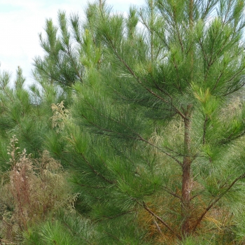 10 Acres of Pine Plantation Close to New Brockton, AL Priced to Sell!