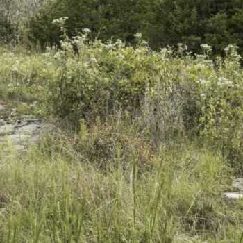 150 Acres- Lawrence County, AL - Homesite or Investment Opportunity