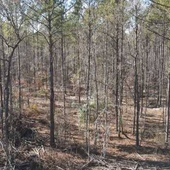 94ac-Lauderdale MS-Shannon Road Tract