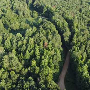 39 +/- Acres - Fayette County - Howton timber tract