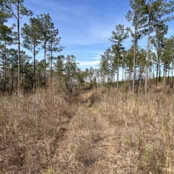 17 Acres - Dale County - Ariton Tract