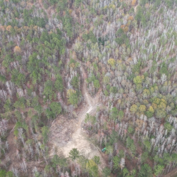62.84 +/- Ac - Shelby Co - Vincent Tract