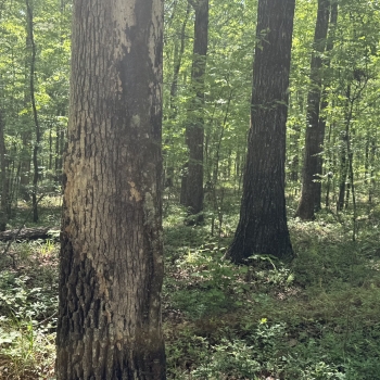 10.28 Acres - Jefferson County, AL - War Eagle Drive