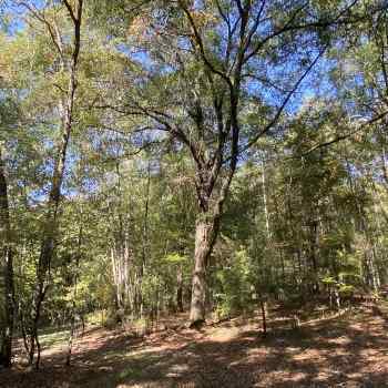 103 acres - Russell County - Courthouse Tract