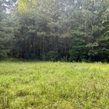 84 +/- Acres - Hale County, AL - Hogglesville Tract