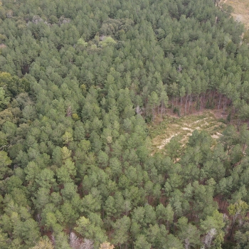 20 Acres - Barbour County - County Line Tract