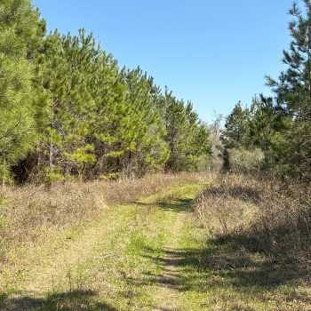 35 +/- acres - Madison County - Greenville Homesite Tract