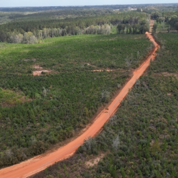 91 +/- Ac- Coffee County - County Road 513 - Pine Plantation