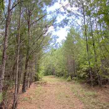Greene Tract CR 254 - 16ac