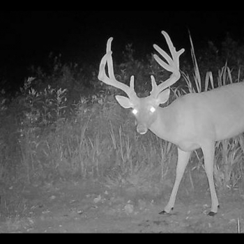 154+/- acres - Madison Co - Diamond Grove