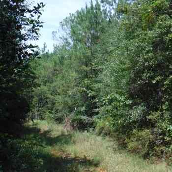 Rogers Tract-80ac-Choctaw Co., AL