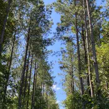 55 +/- Acres - Chambers County, AL - GAB Family LLC 55