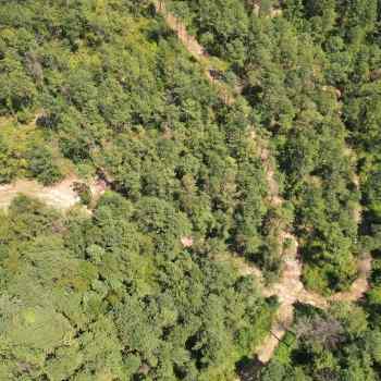 180+/- Acres - Hale County, AL - Wildlife Timber Tract