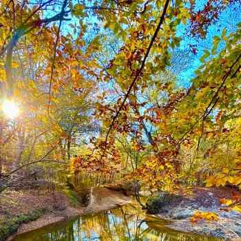 487 Acres-Sumter County-Alamuchee Creek Tract