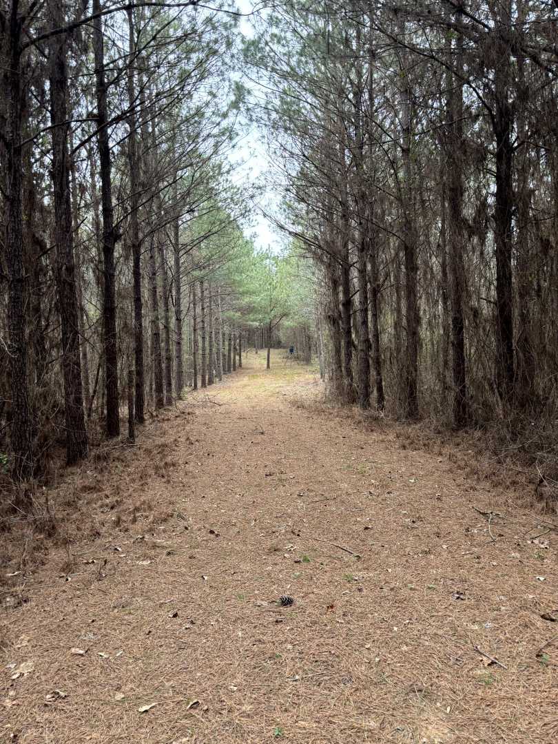 Property Lines.png
