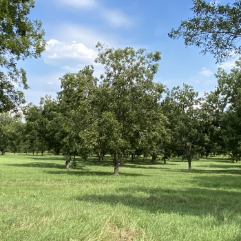 30 Acres - Covington Co. - The Orchard