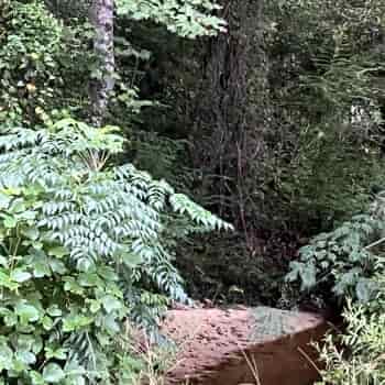 107+/-  Ac - Marengo County, AL - Pinhook Road