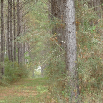 81.7 +/- Ac - Coffee County - Prime Development Tract