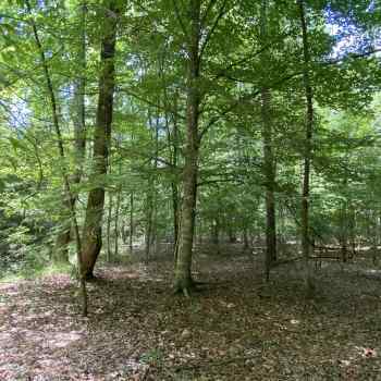Greene Tract CR 254 - 15ac