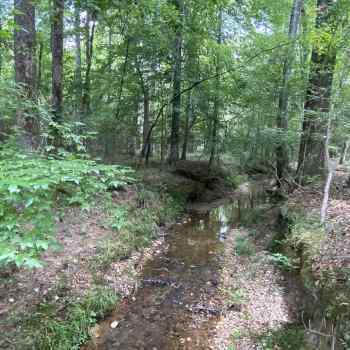 Greene Tract CR 254 - 15ac