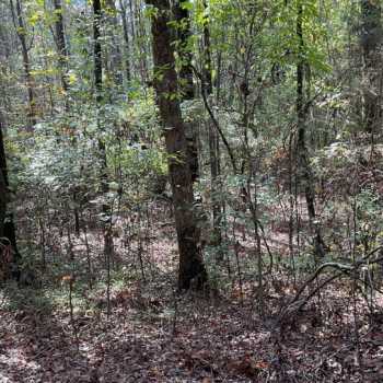 36 +/- Ac - Jefferson County, AL - 7B Tract