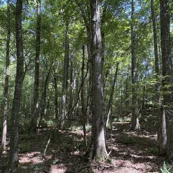 21 acres - Lee County - LHP LLLP 21 north