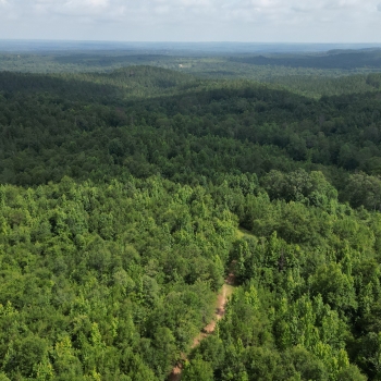 91 +/- Acres - Monroe County, AL - Monroe County Hunting & Timber Tract