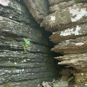 44 +/- Ac - St Clair County, AL - Blount Mtn #2 Tract