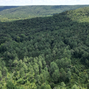 10 Acre - Lawrence County Homesite & Timber Opportunity