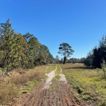 20.5 +/- Acres - Levy County - Goethe Mini Farm North