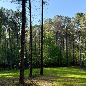 310 +/- Ac - Tuscaloosa County, AL - Vance Tract
