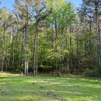 310 +/- Ac - Tuscaloosa County, AL - Vance Tract