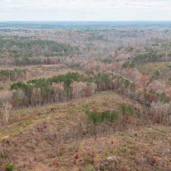 610+/- Acres - Walker County - King Tract