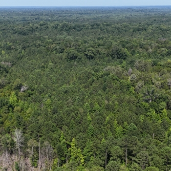 15 +/- Acres - Lowndes County - County Road 11 Tract 2