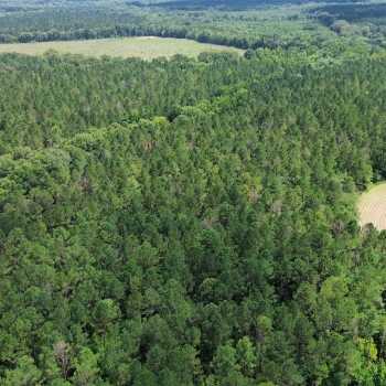 520 +/- Ac - Wilcox County, AL - Catherine Tract