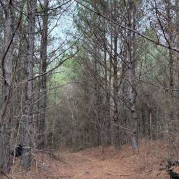 40 +/- Ac - Jefferson County, AL - 2C Tract